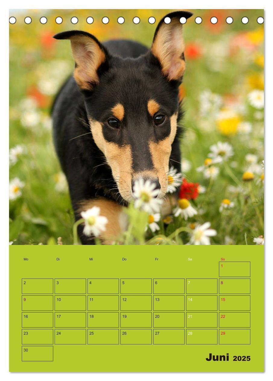 Bild: 9783457051276 | Kurzhaarcollies (Tischkalender 2025 DIN A5 hoch), CALVENDO...