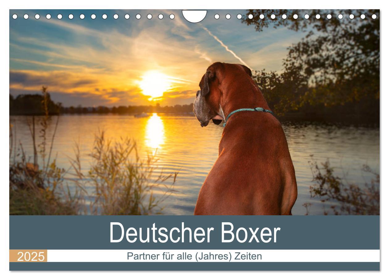 Cover: 9783435160907 | Deutscher Boxer (Wandkalender 2025 DIN A4 quer), CALVENDO...