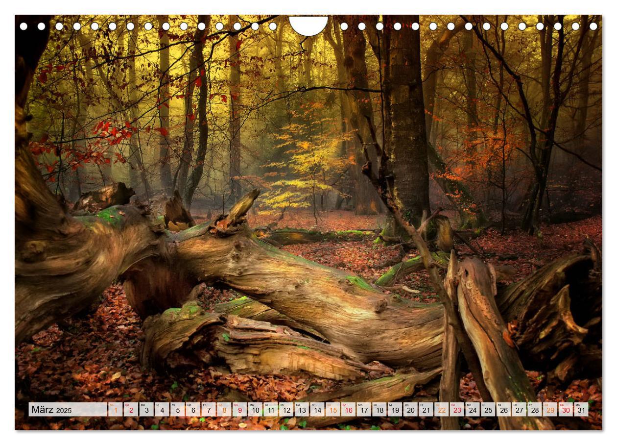 Bild: 9783435071876 | Wald - mystische Spaziergänge (Wandkalender 2025 DIN A4 quer),...