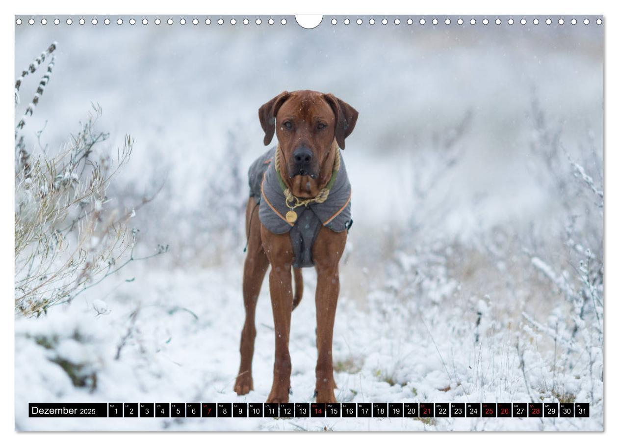 Bild: 9783435268320 | Ridgeback King (Wandkalender 2025 DIN A3 quer), CALVENDO...