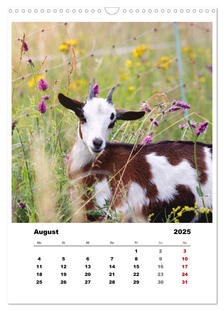 Bild: 9783435927937 | Bauernhoftiere, ganz nah dran (Wandkalender 2025 DIN A3 hoch),...