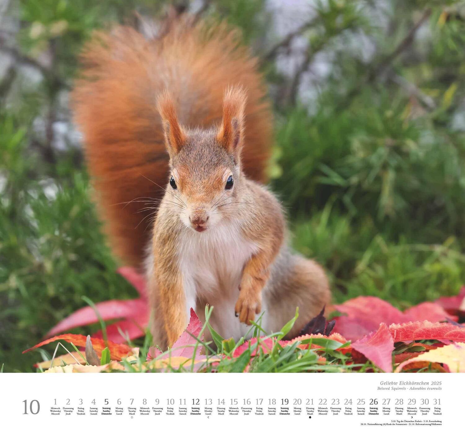 Bild: 4250809652696 | Geliebte Eichhörnchen 2025 - DUMONT Wandkalender - mit den...