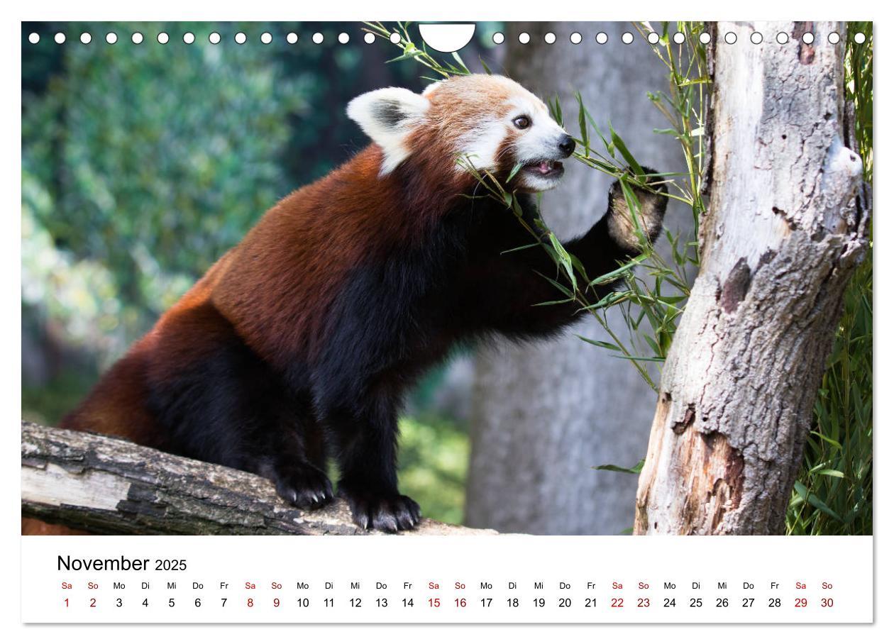 Bild: 9783435330706 | Rote Pandas - geschickte Kletterer (Wandkalender 2025 DIN A4 quer),...