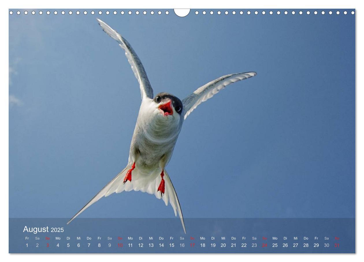 Bild: 9783435802562 | Nordatlantische Seevögel (Wandkalender 2025 DIN A3 quer), CALVENDO...