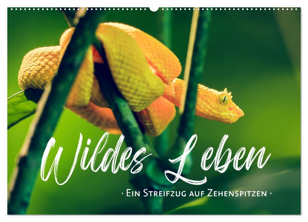 Cover: 9783383815836 | Wildes Leben - Ein Streifzug auf Zehenspitzen (Wandkalender 2025...