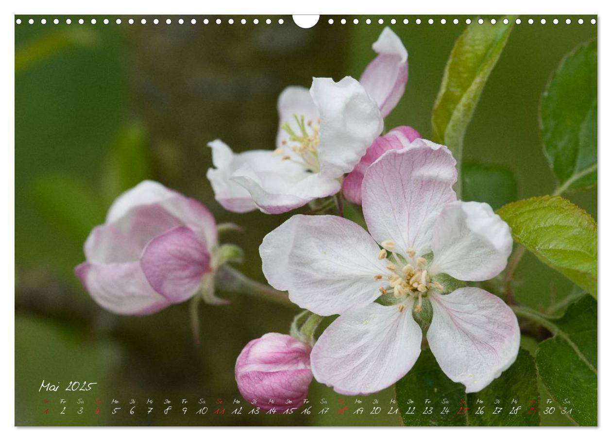 Bild: 9783435791804 | Blütenzauber in meinem Garten (Wandkalender 2025 DIN A3 quer),...