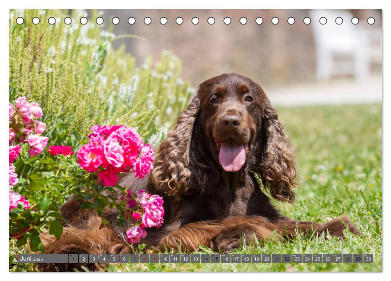 Bild: 9783435446605 | English Cocker Spaniels - Ein Spaziergang im Park (Tischkalender...