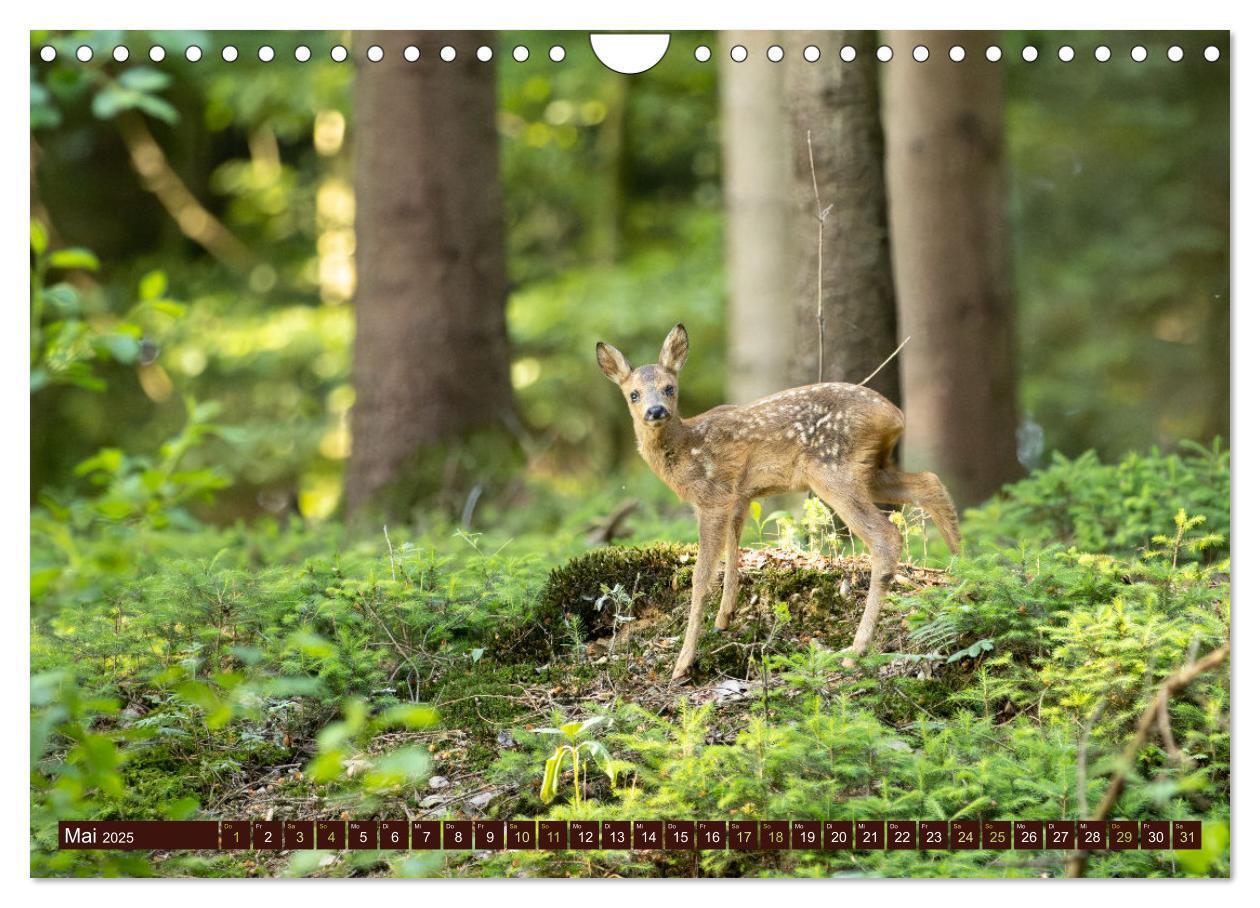 Bild: 9783457175958 | Zauberhafte Wesen - anmutiges Rehwild (Wandkalender 2025 DIN A4...