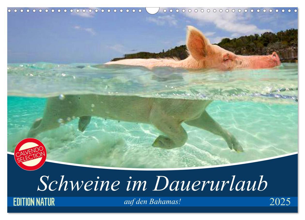 Cover: 9783435421169 | Schweine im Dauerurlaub auf den Bahamas! (Wandkalender 2025 DIN A3...