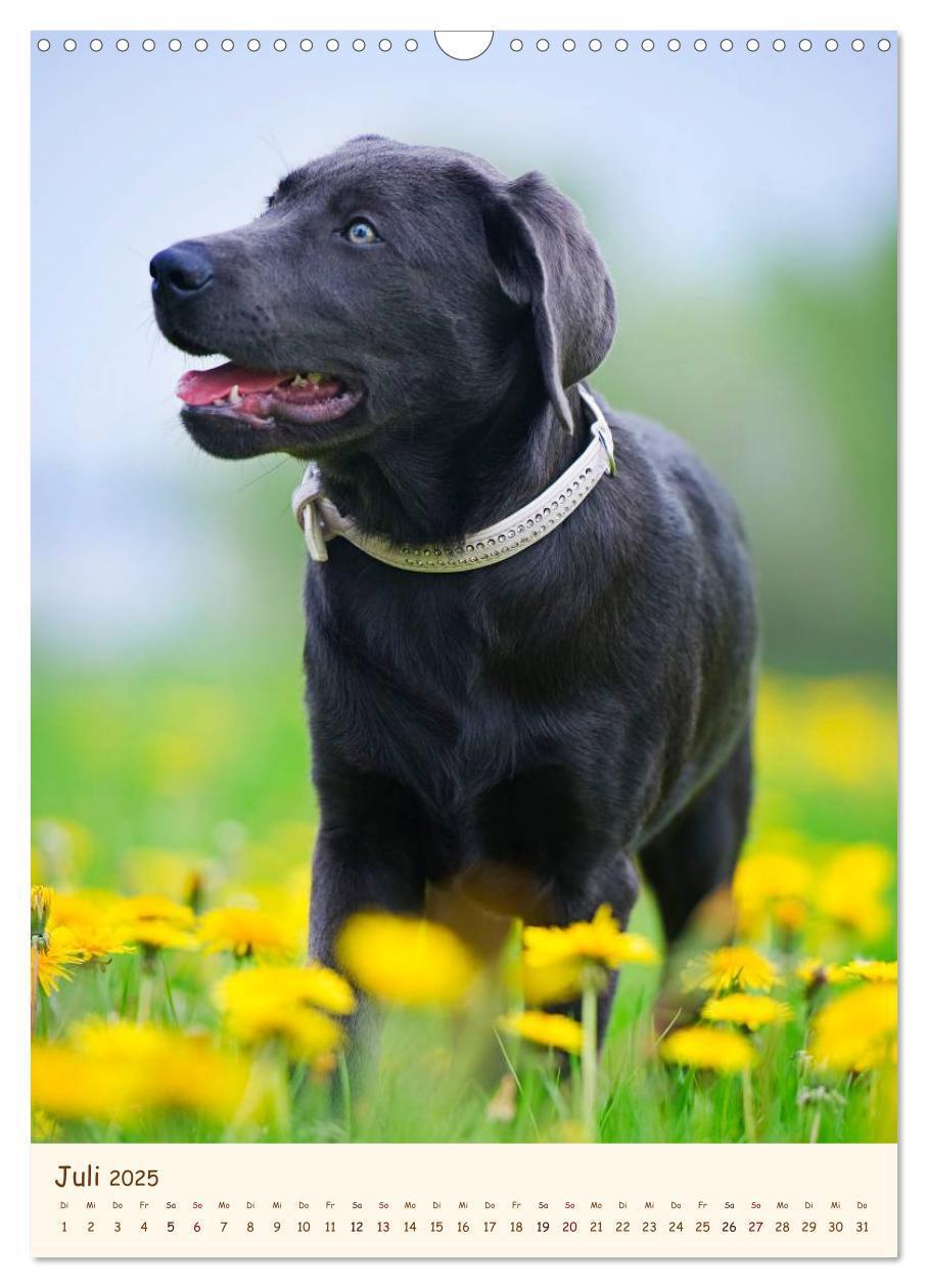 Bild: 9783457064870 | Labrador Retriever (Wandkalender 2025 DIN A3 hoch), CALVENDO...