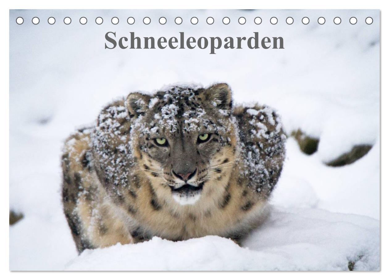 Cover: 9783435597109 | Schneeleoparden (Tischkalender 2025 DIN A5 quer), CALVENDO...