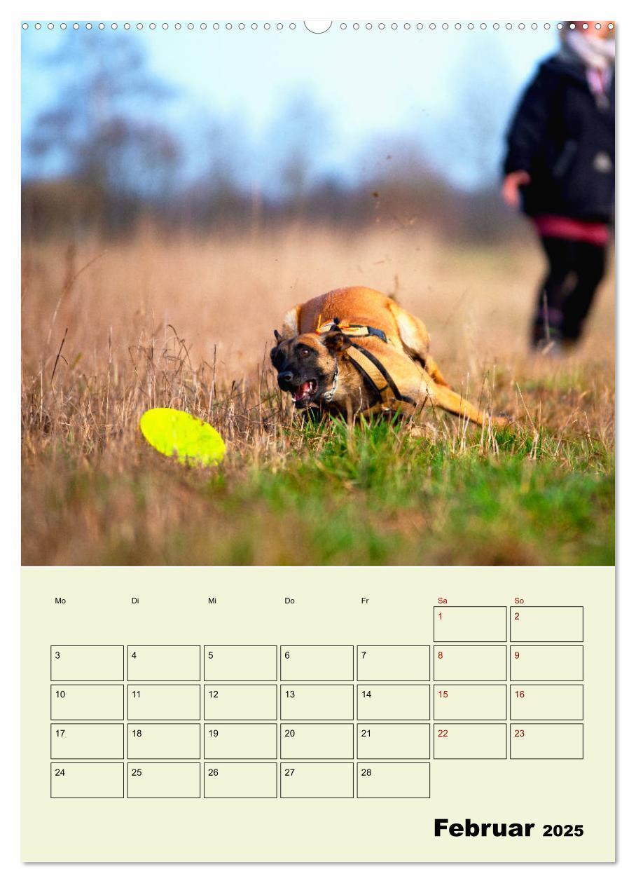 Bild: 9783435946624 | Malinois verlässliche Begleiter (Wandkalender 2025 DIN A2 hoch),...