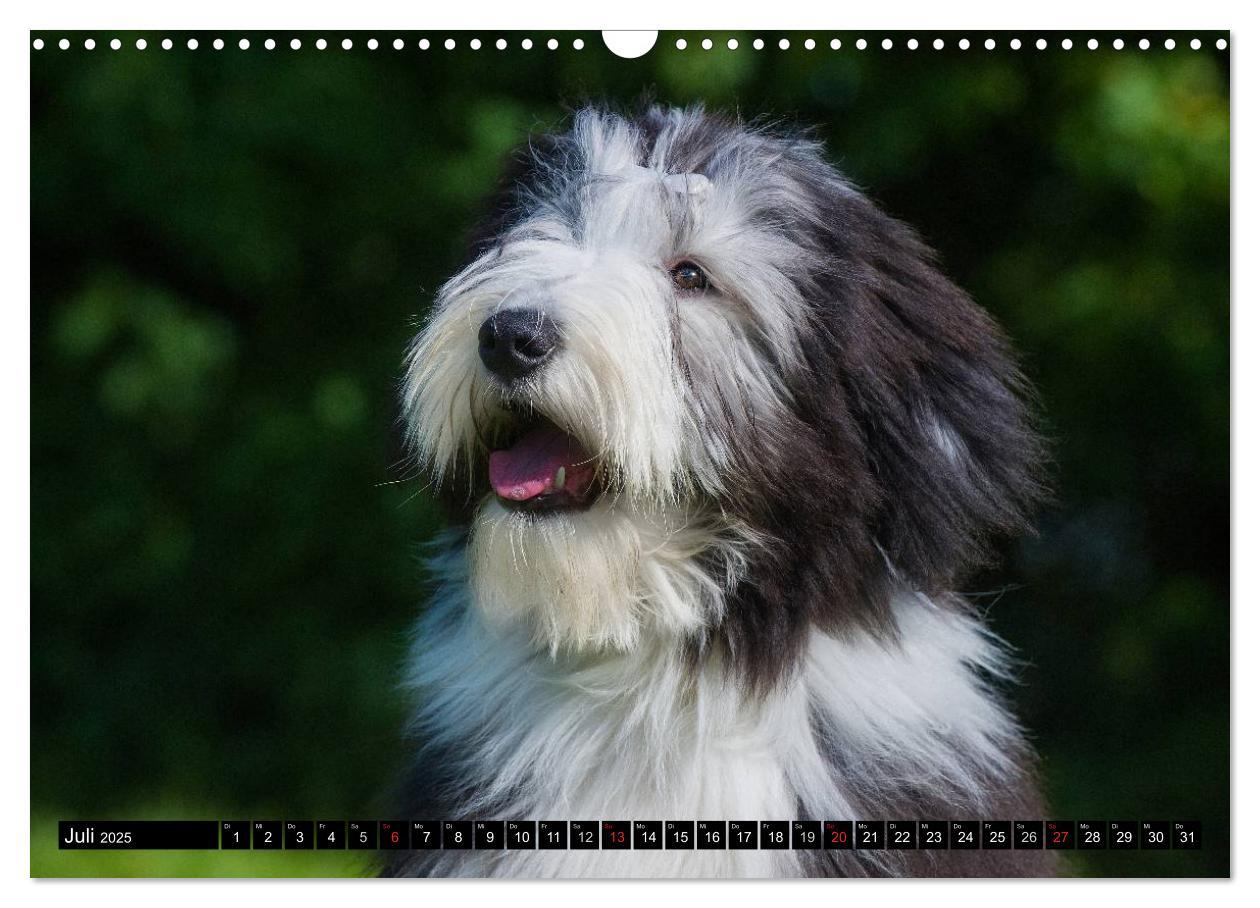 Bild: 9783435573509 | Liebenswerter Clown Bearded Collie (Wandkalender 2025 DIN A3 quer),...