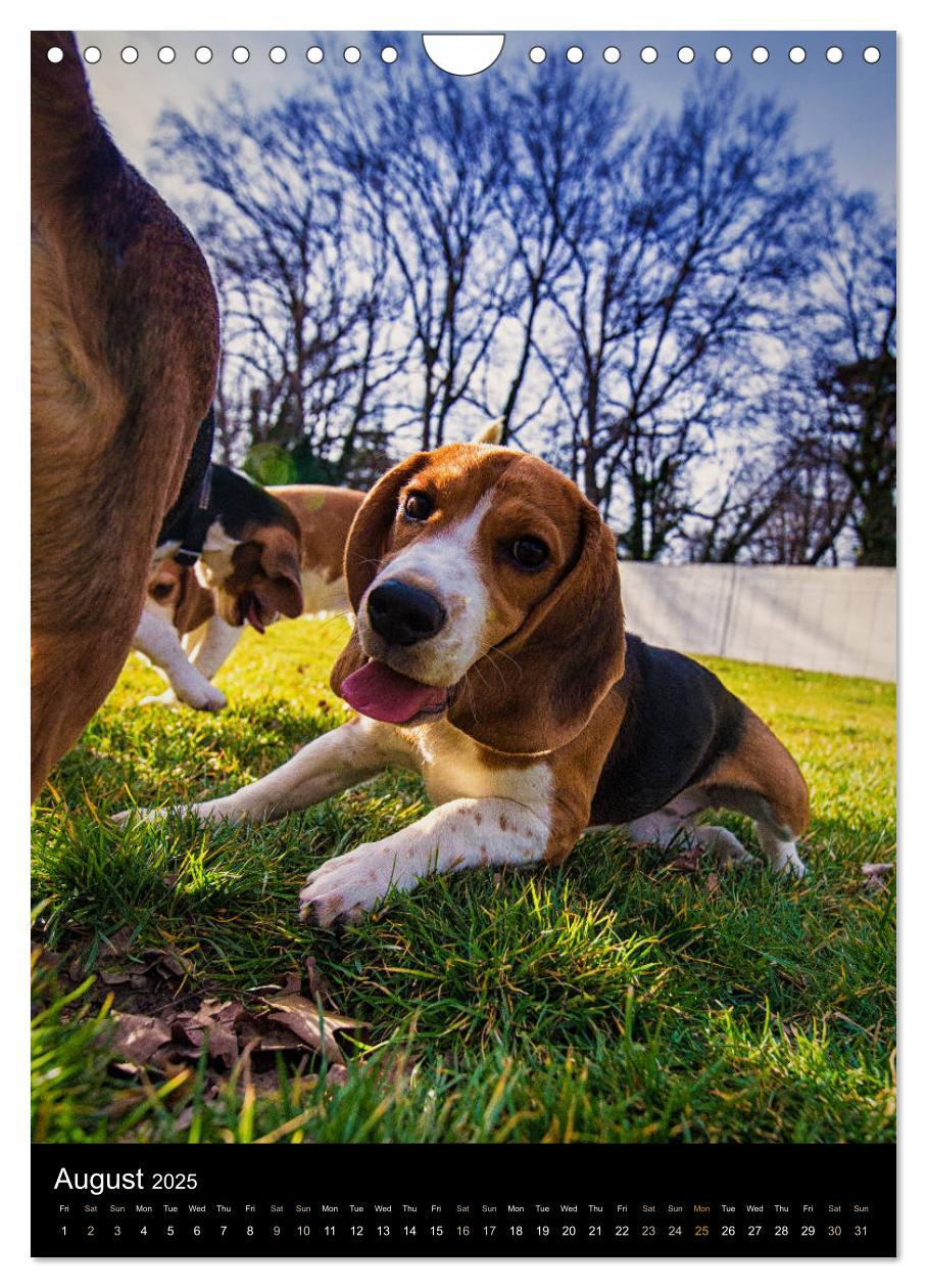 Bild: 9781325973002 | Beagles in action (Wall Calendar 2025 DIN A4 portrait), CALVENDO 12...