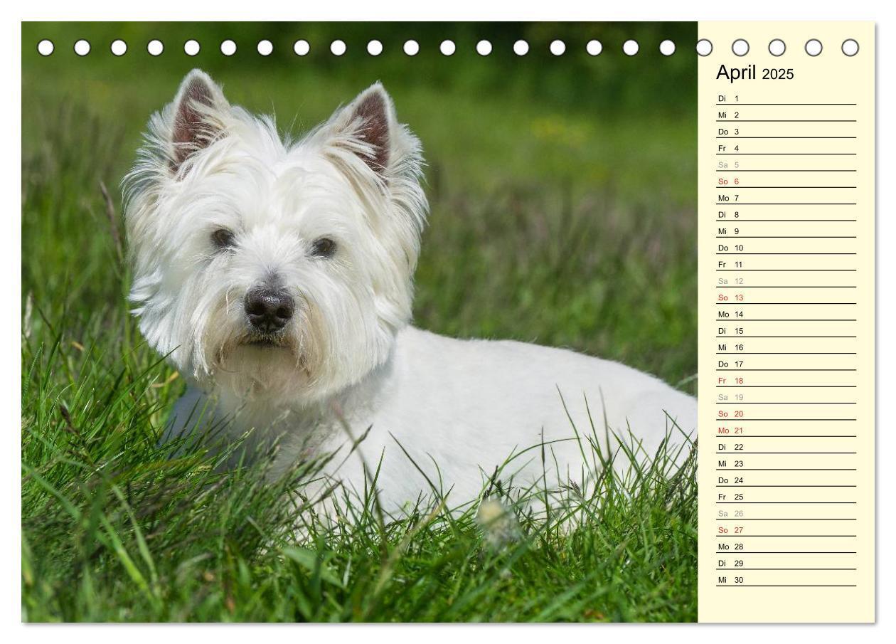 Bild: 9783435459643 | Kobold auf 4 Pfoten - West Highland White Terrier (Tischkalender...