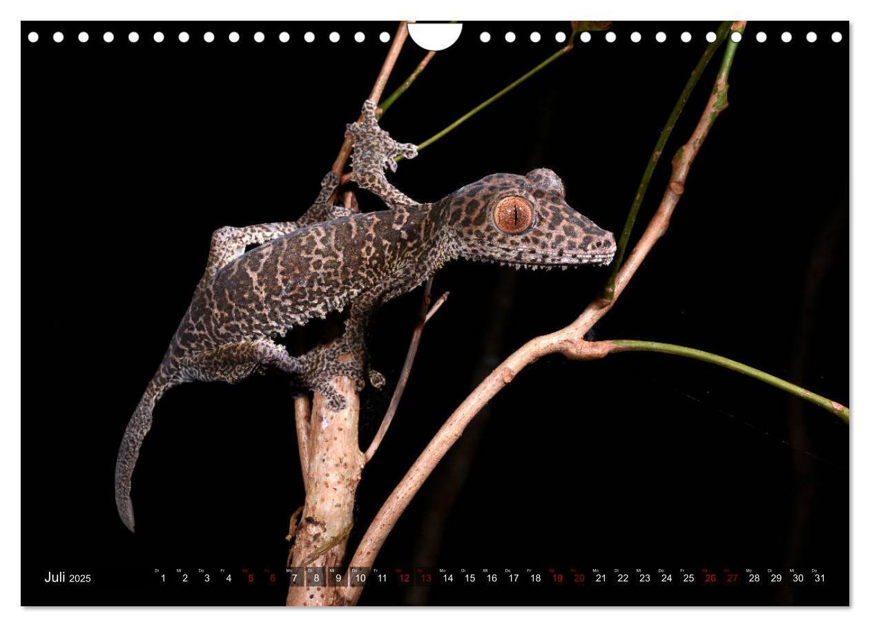 Bild: 9783435280896 | Reptilien auf Madagaskar (Wandkalender 2025 DIN A4 quer), CALVENDO...