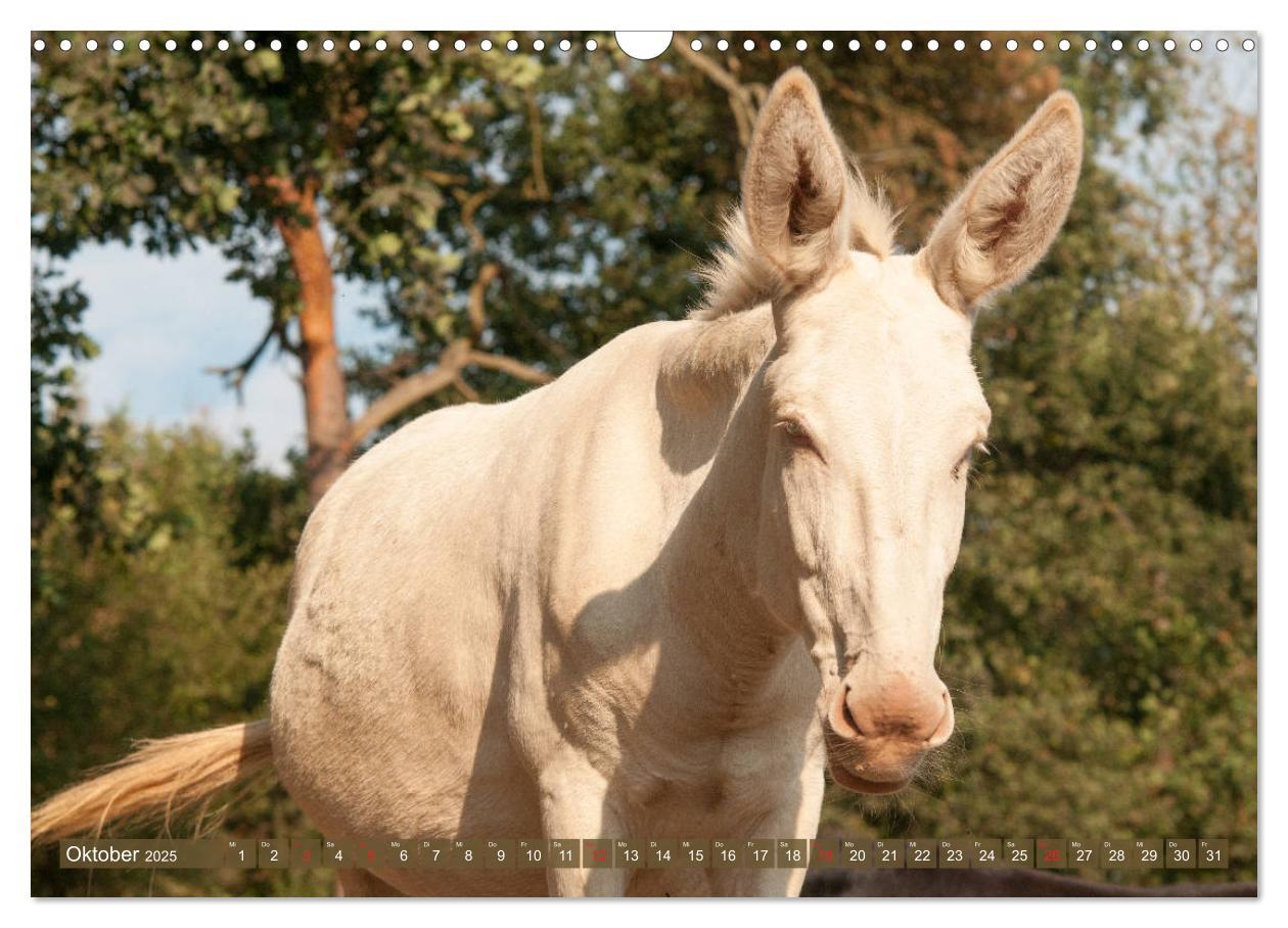 Bild: 9783435180578 | Lichtbringer - Österreichisch-Ungarische Barockesel (Wandkalender...