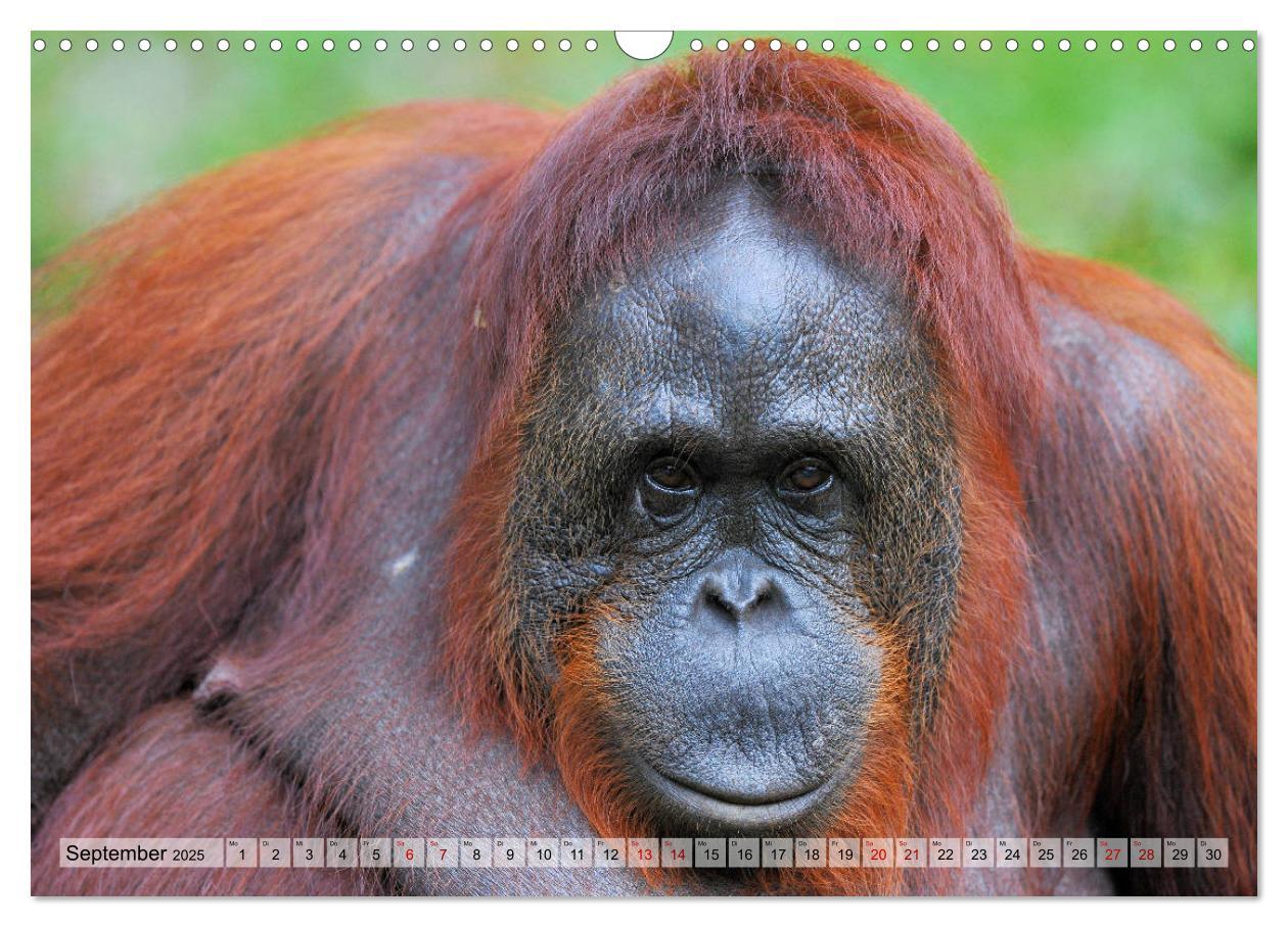 Bild: 9783435227655 | Orang Utans: Zu Besuch im Regenwald (Wandkalender 2025 DIN A3...