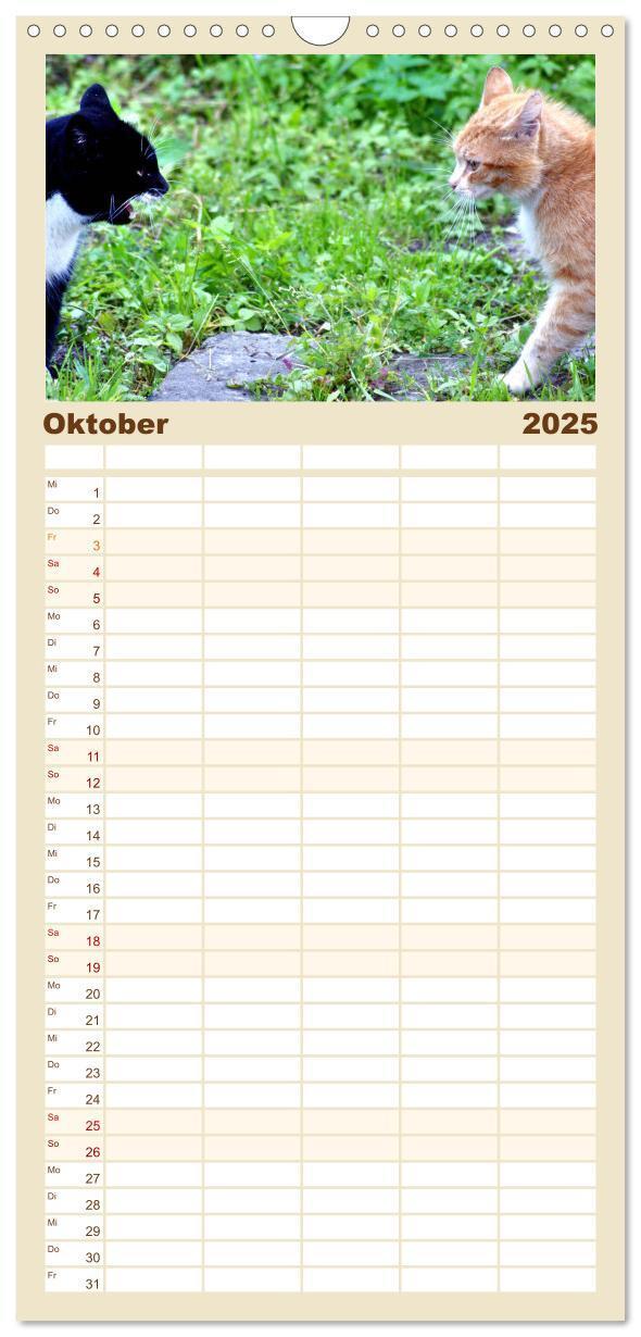 Bild: 9783457100899 | Familienplaner 2025 - Katzen in Cranz mit 5 Spalten (Wandkalender,...