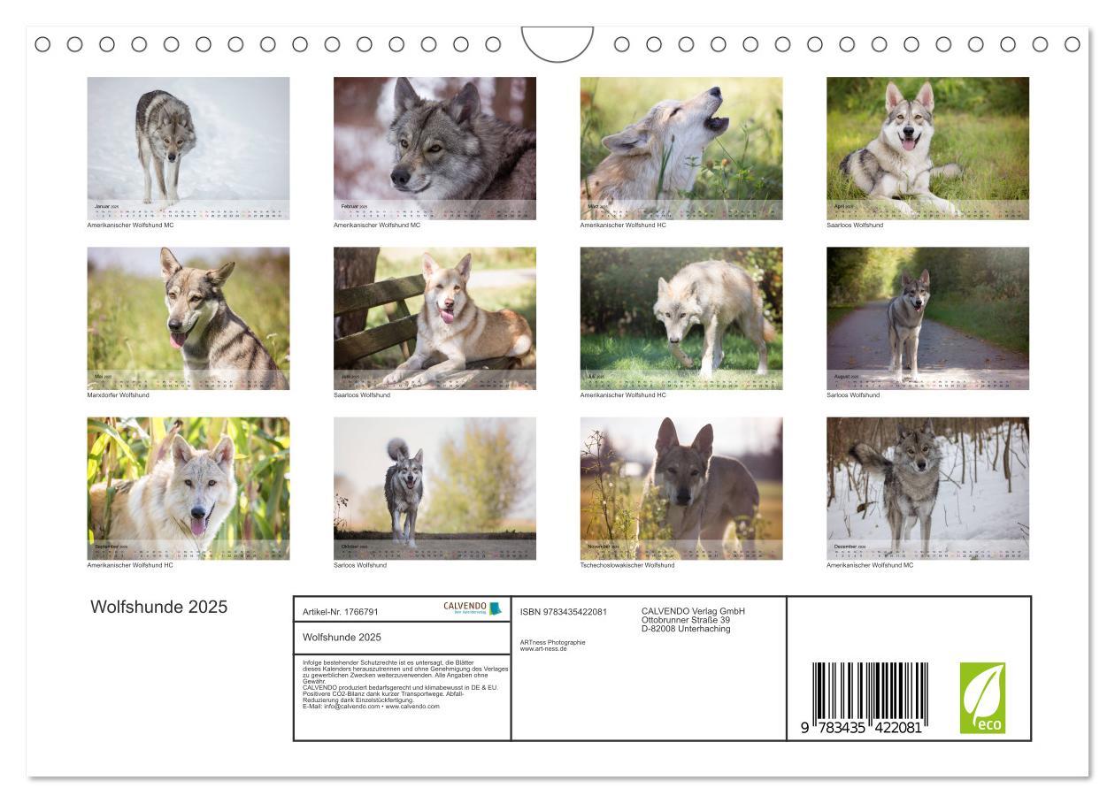 Bild: 9783435422081 | Wolfshunde 2025 (Wandkalender 2025 DIN A4 quer), CALVENDO...