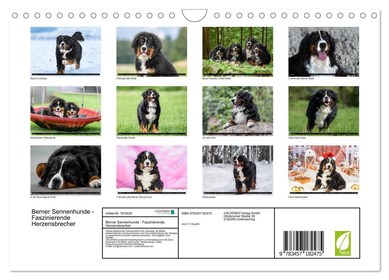 Bild: 9783457182475 | Berner Sennenhunde - Faszinierende Herzensbrecher (Wandkalender...