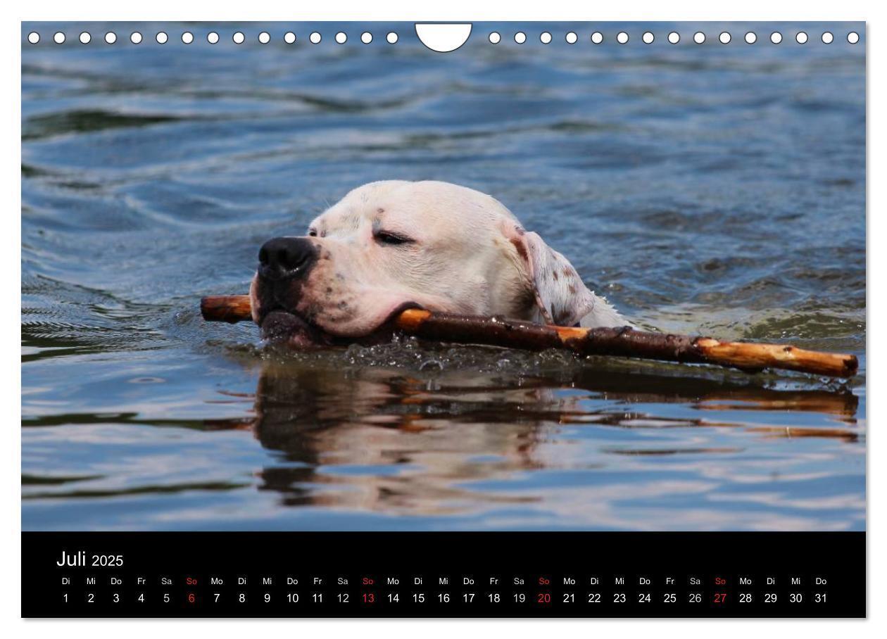 Bild: 9783435656707 | American Bulldog - stolz, loyal, einzigartig (Wandkalender 2025 DIN...