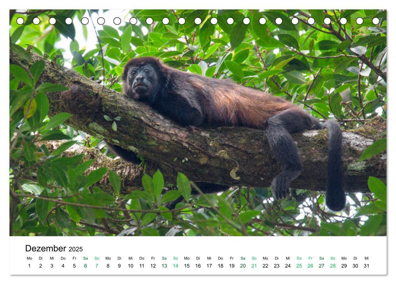 Bild: 9783383977138 | Costa Rica - Tropische Tierwelt (Tischkalender 2025 DIN A5 quer),...