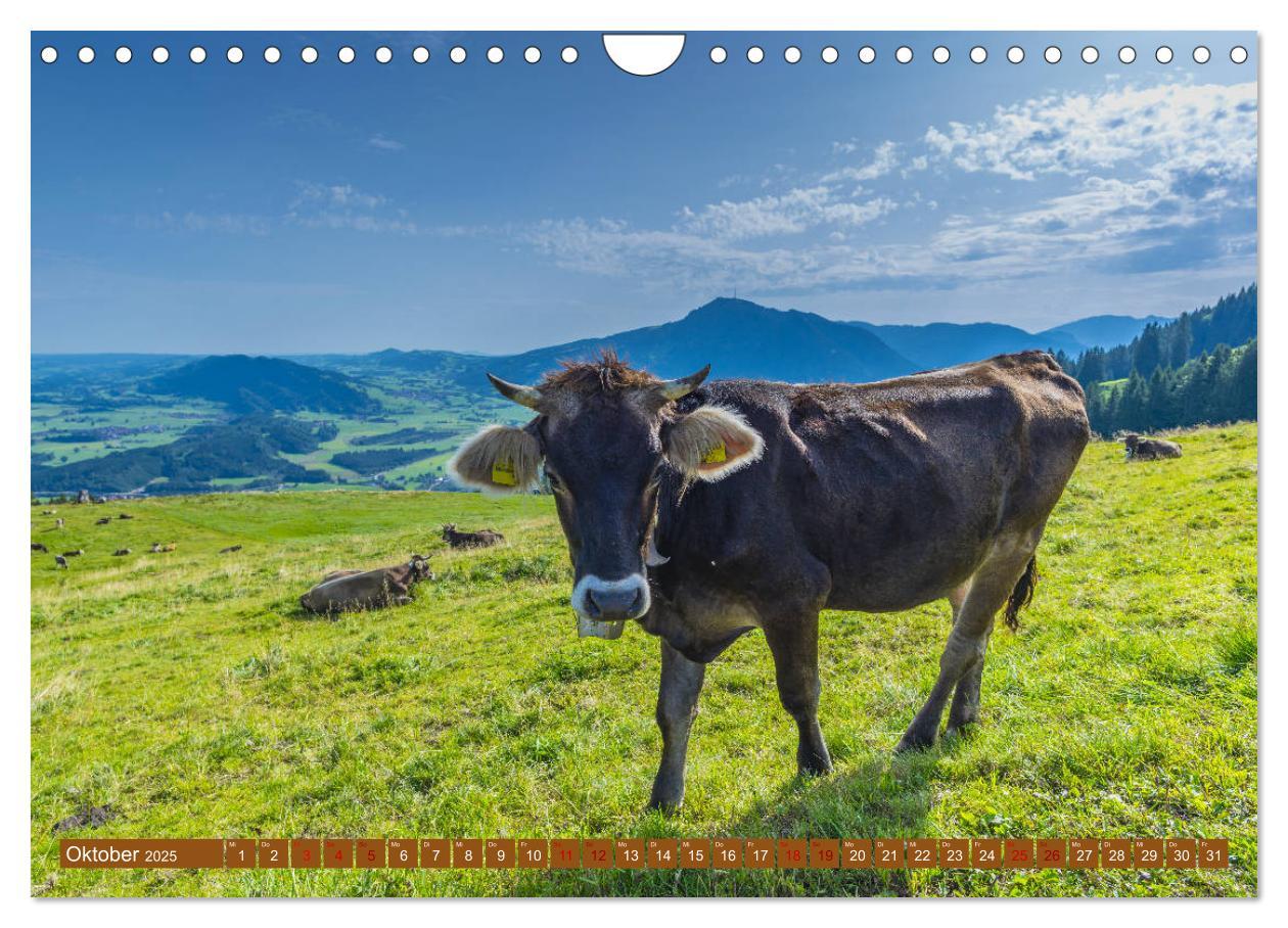 Bild: 9783435347865 | Allgäuer Schönheiten Allgäu - Land der Kühe (Wandkalender 2025 DIN...