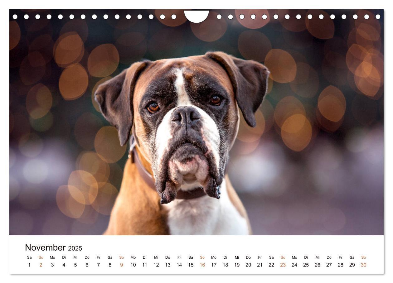 Bild: 9783435160907 | Deutscher Boxer (Wandkalender 2025 DIN A4 quer), CALVENDO...