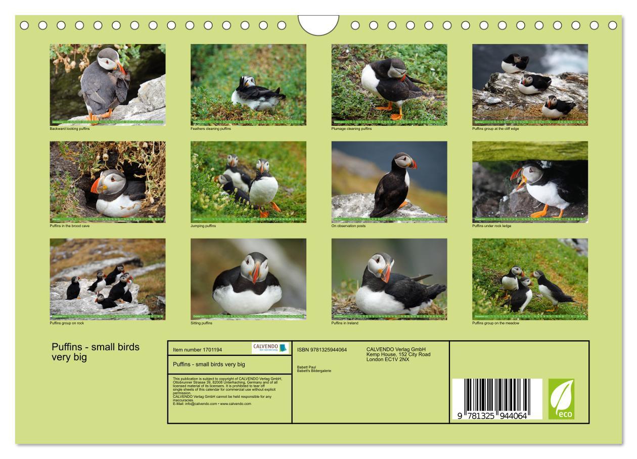 Bild: 9781325944064 | Puffins - small birds very big (Wall Calendar 2025 DIN A4...