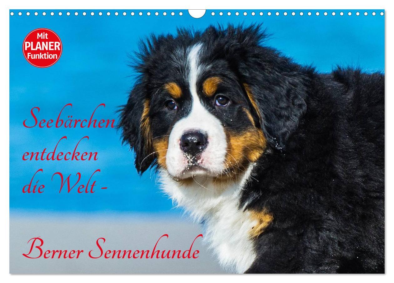 Cover: 9783435478194 | Seebärchen entdecken die Welt - Berner Sennenhunde (Wandkalender...