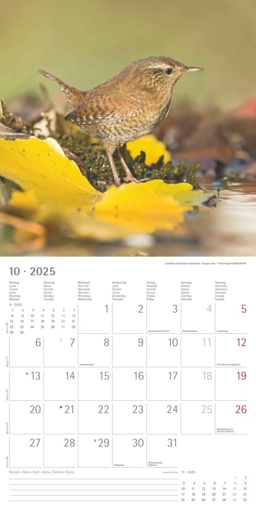 Bild: 4251732340728 | Alpha Edition - Vögel 2025 Broschürenkalender, 30x30cm,...