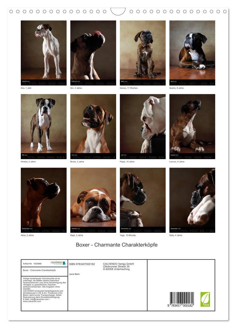 Bild: 9783457000182 | Boxer - Charmante Charakterköpfe (Wandkalender 2025 DIN A3 hoch),...