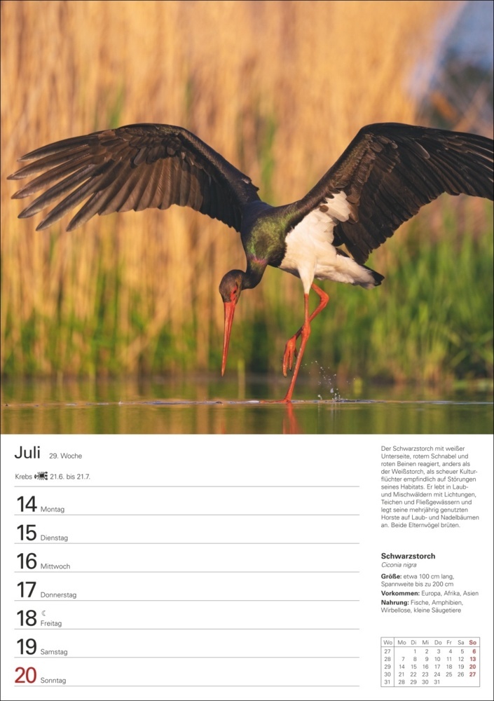 Bild: 9783840034374 | Heimische Vögel Wochenplaner 2025 - 53 Blatt mit Wochenchronik | 2025