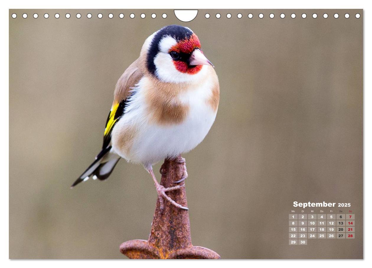 Bild: 9783435729210 | NATUR PUR - Singvögel ganz nah (Wandkalender 2025 DIN A4 quer),...