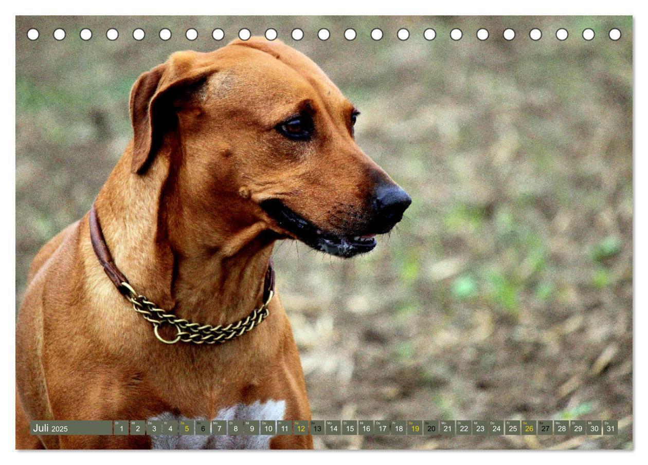 Bild: 9783435261123 | Rhodesian Ridgeback Augen-Blicke (Tischkalender 2025 DIN A5 quer),...