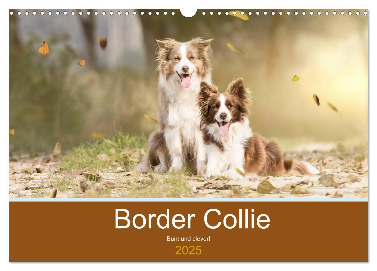 Cover: 9783435191383 | Border Collie - Bunt und clever! (Wandkalender 2025 DIN A3 quer),...