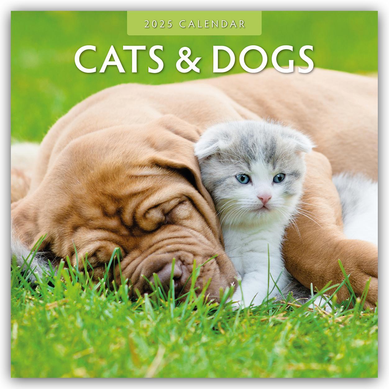 Cover: 9781804423752 | Cats &amp; Dogs - Katzen &amp; Hunde 2025 - 16-Monatskalender | Robin Red