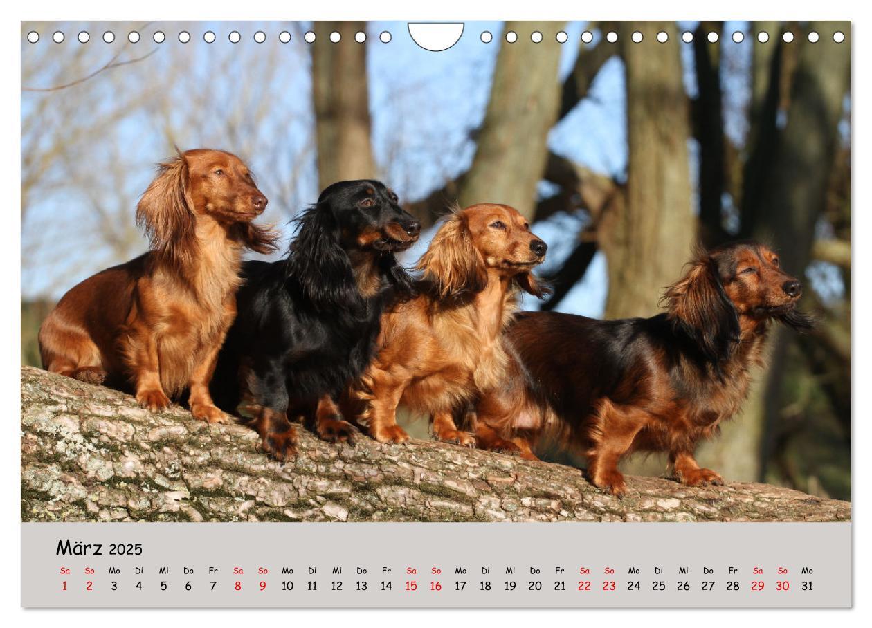 Bild: 9783383865374 | Zwergdackel von Kadi (Wandkalender 2025 DIN A4 quer), CALVENDO...