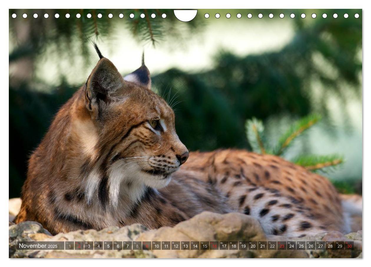 Bild: 9783435690213 | Der Luchs - Dem Pinselohr auf der Spur (Wandkalender 2025 DIN A4...