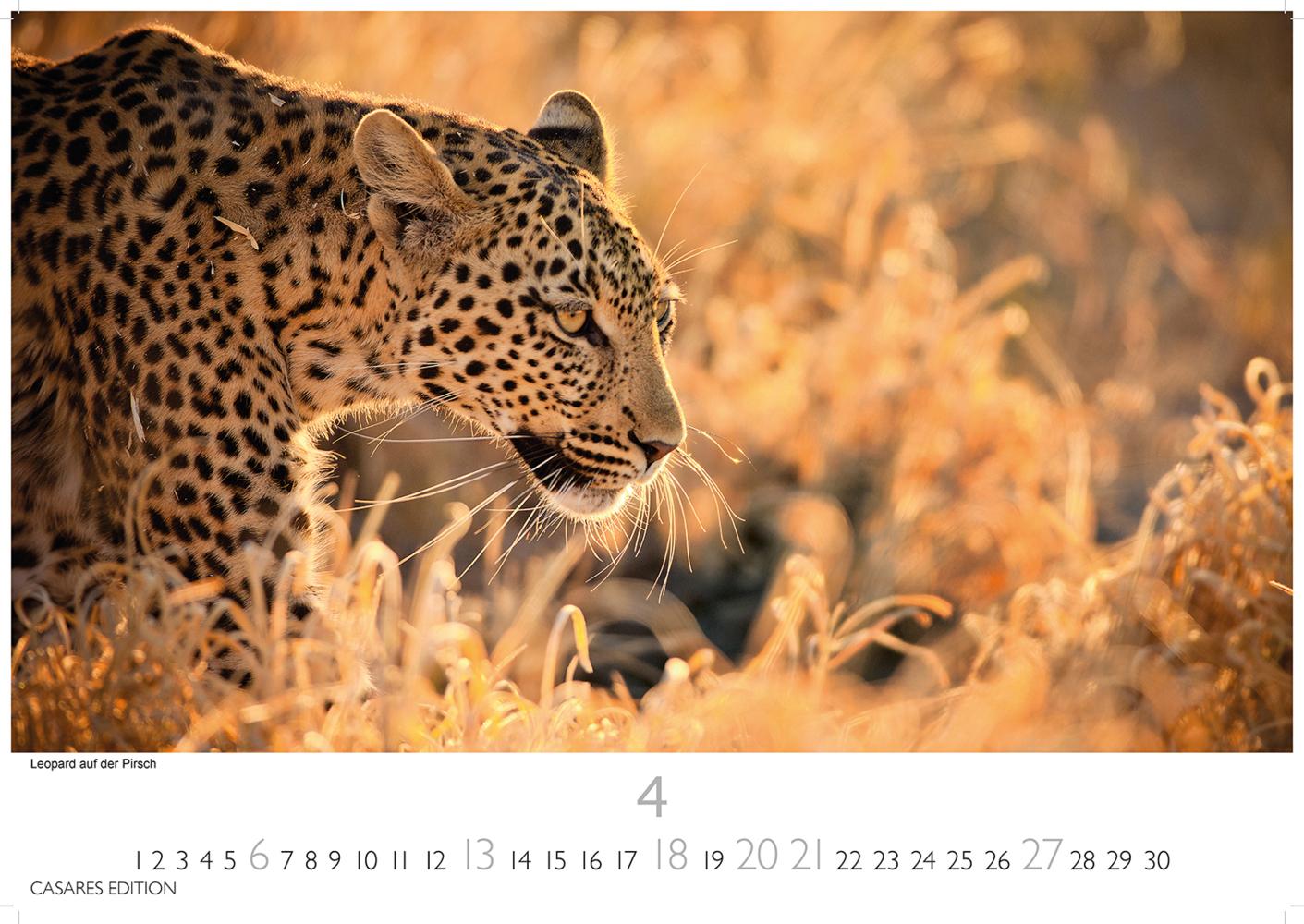 Bild: 9781835240519 | African Wildlife 2025 S 24x35 cm | Kalender | 14 S. | Deutsch | 2025