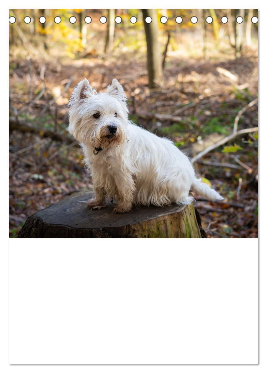 Bild: 9783435882779 | West Highland White Terrier - Herzensbrecher auf vier Pfoten...