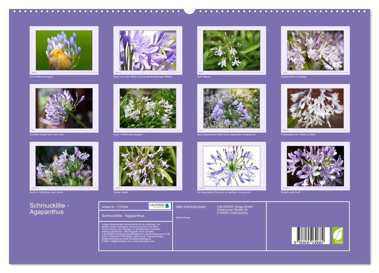 Bild: 9783435030682 | Schmucklilie - Agapanthus (hochwertiger Premium Wandkalender 2025...