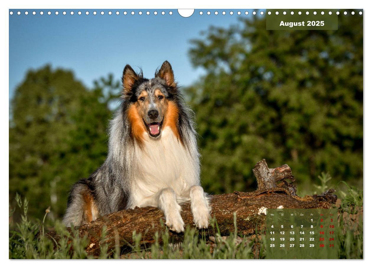 Bild: 9783435110629 | Typisch Collie (Wandkalender 2025 DIN A3 quer), CALVENDO...