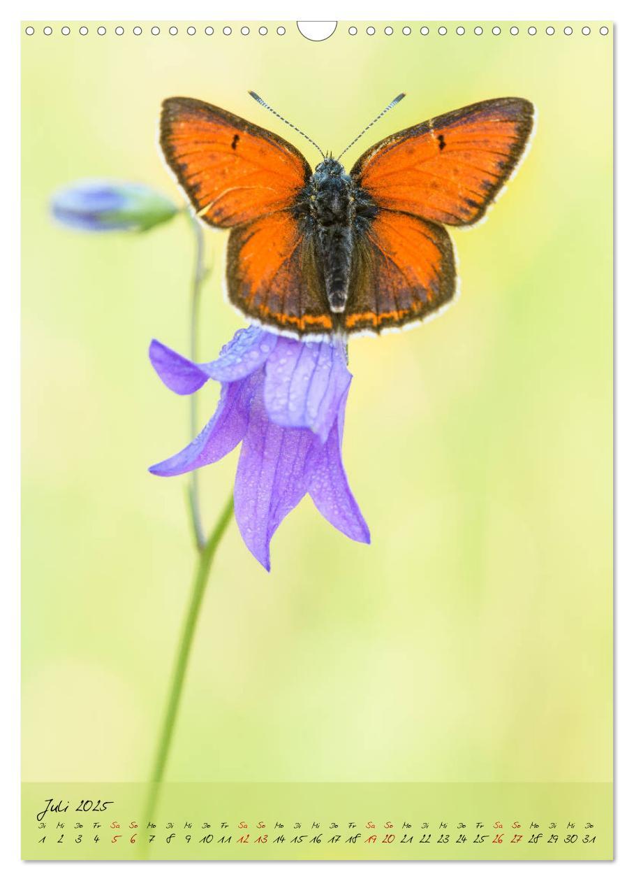 Bild: 9783435976324 | Kunterbuntes Gartenleben - Schmetterlinge in Gärten und Parks...