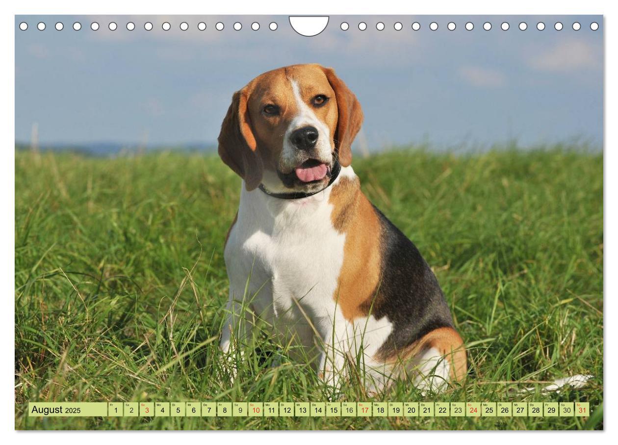 Bild: 9783435575800 | Beagle - Herz auf 4 Pfoten (Wandkalender 2025 DIN A4 quer),...