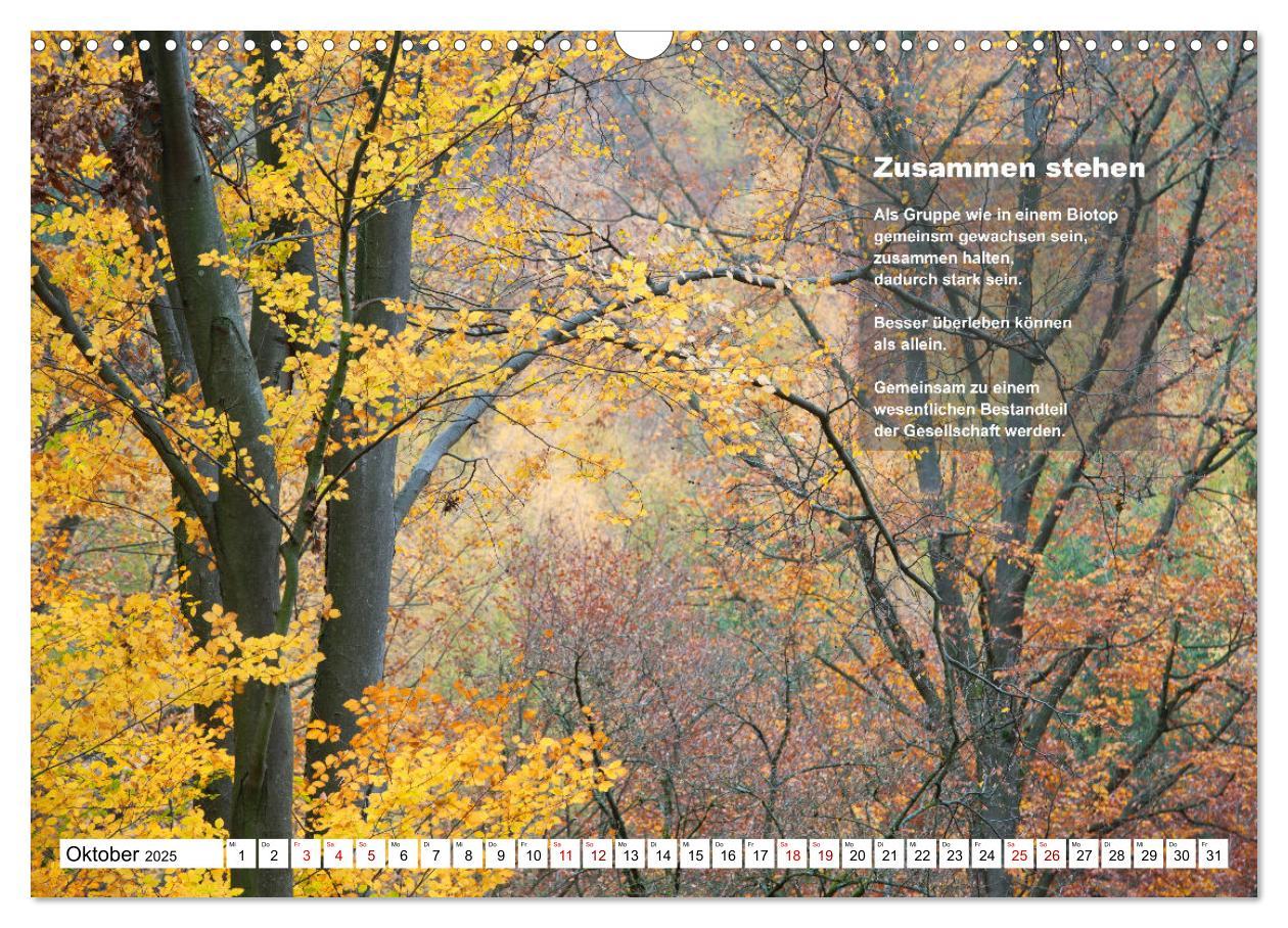 Bild: 9783383886553 | Stehen wie ein Baum (Wandkalender 2025 DIN A3 quer), CALVENDO...