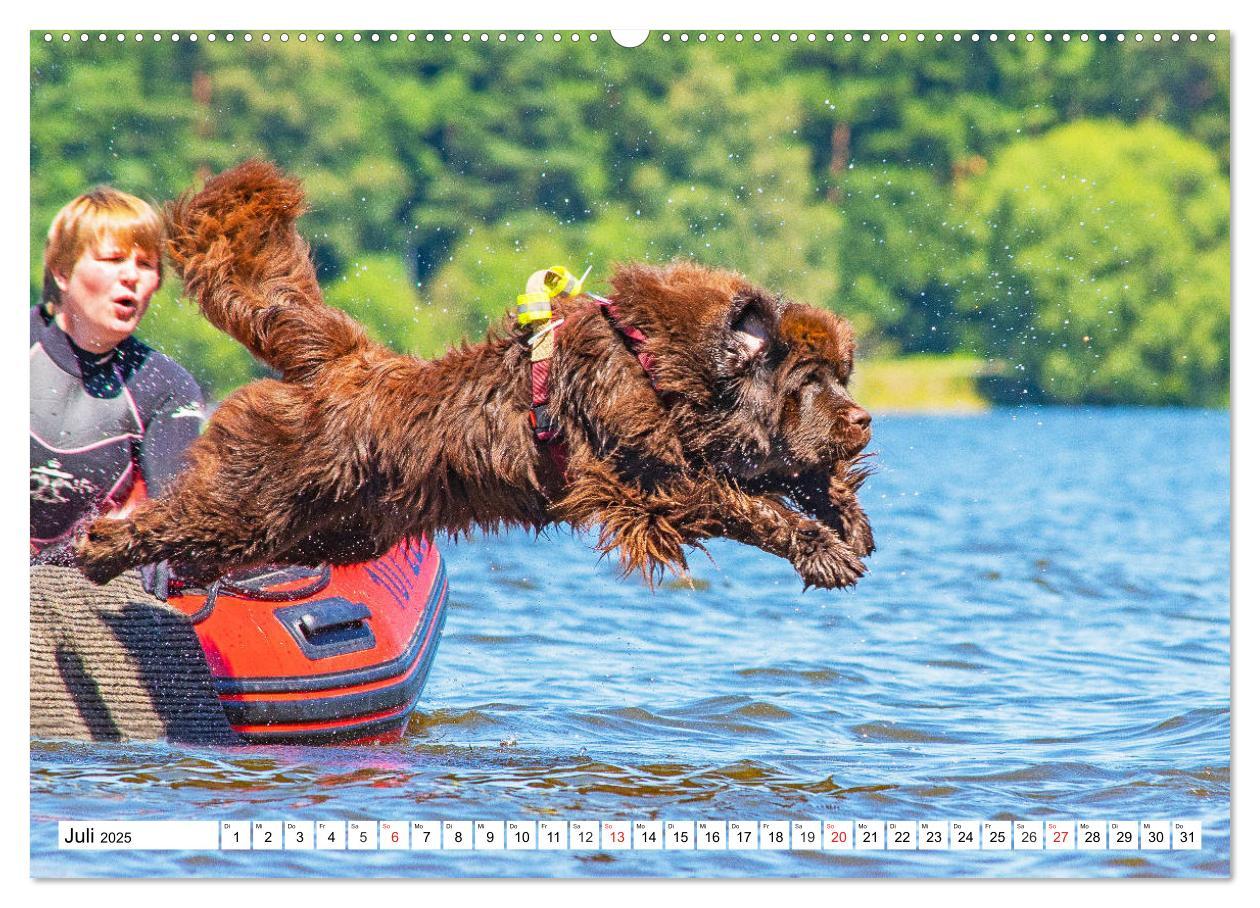 Bild: 9783435305650 | Neufundländer - Das Wasser ist ihr Element (Wandkalender 2025 DIN...