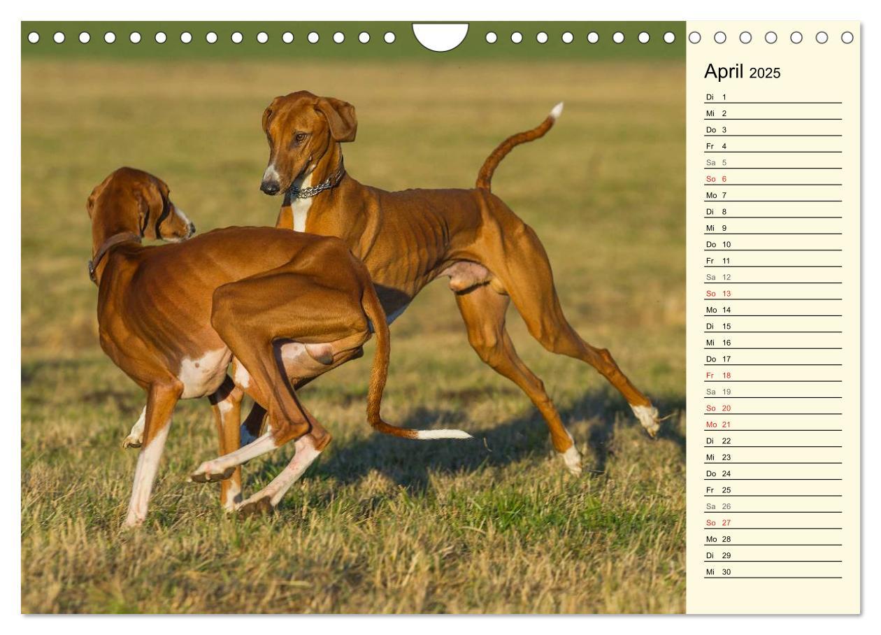 Bild: 9783435541652 | Windhund der Wüste - Der Azawakh (Wandkalender 2025 DIN A4 quer),...