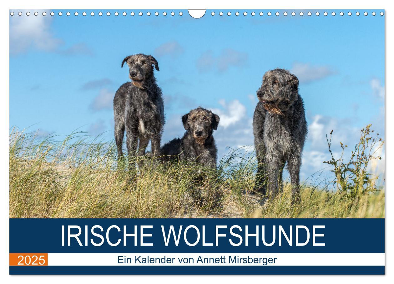 Cover: 9783435425181 | Irische Wolfshunde (Wandkalender 2025 DIN A3 quer), CALVENDO...